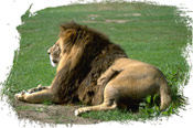 lion on African game reserve